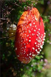 Beautiful Wild Fly Agaric Mushroom Journal