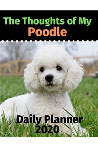 The Thoughts of My Poodle