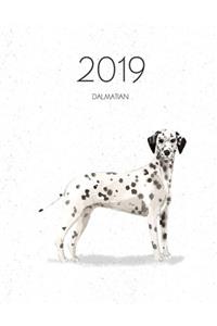 2019 Dalmatian