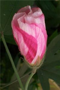 Hibiscus Splendens Bud in Australia Journal