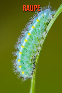Raupe