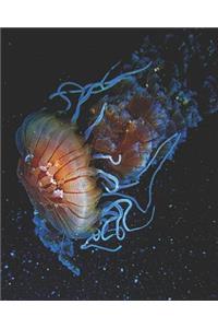 Jellyfish Journal