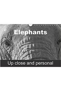 Elephants Up Close and Personal 2018