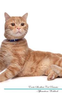 Exotic Shorthair Cat Affirmations Workbook Exotic Shorthair Cat Presents