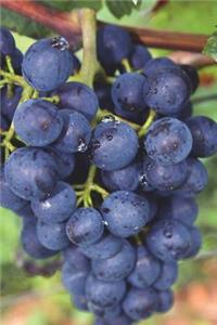 The Blue Grapes Journal
