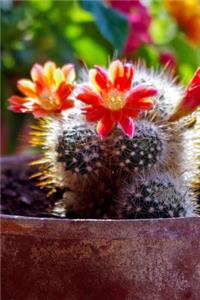 An Awesome Mammillaria Cactus Plant in Bloom Journal