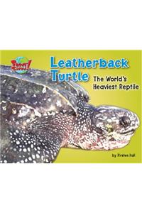 Leatherback Turtle