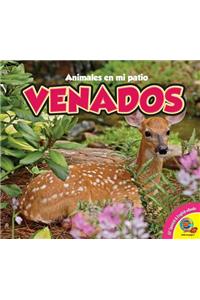Deer Venados