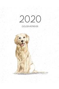 2020 Golden Retriever