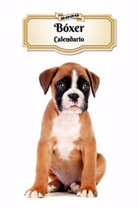 2020 Bóxer Calendario