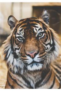 2019 Appointment Calendar: 2019 Daily Planner Goal Planner Tiger Closeup