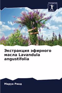 Экстракция эфирного масла Lavandula angustifolia