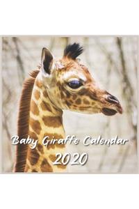 Baby Giraffe Calendar 2020
