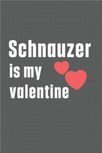Schnauzer is my valentine