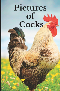 Pictures of Cocks