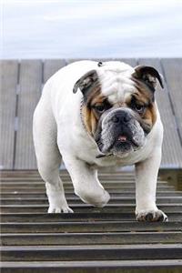 Bulldog on the Jetty Journal