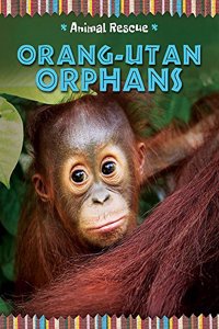 Orang-Utan Orphans