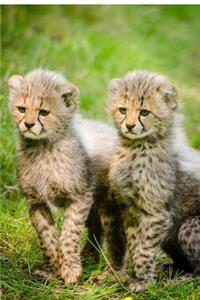 Cheetah Cubs Baby Animal Journal