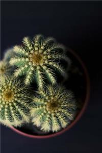 Succulent House Plants Journal