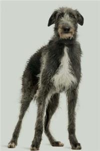 Scottish Deerhound