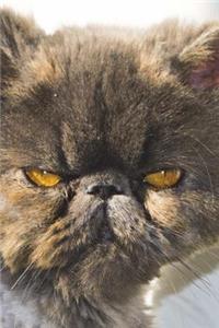 Persian Cat Portrait Journal