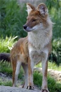 Dhole Asiatic Wild Dog (Cuon alpinus) Journal