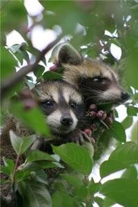 Two Cute Little Baby Raccoons Up in a Tree Journal