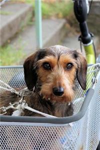 Wirehair Dachshund Puppy Dog Going for a Ride Pet Journal