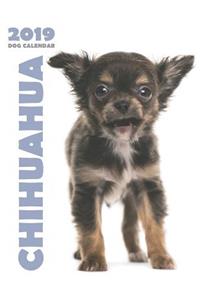 Chihuahua 2019 Dog Calendar