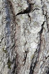 2020 Daily Planner Oak Bark Photo 388 Pages