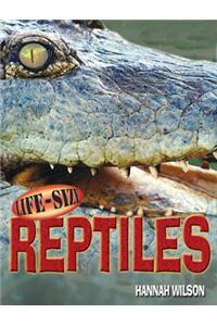 Life-size Reptiles