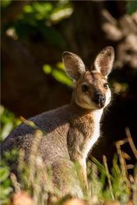 A Young Wallaby Journal