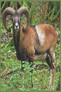 mouflon