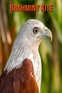 Brahminy kite