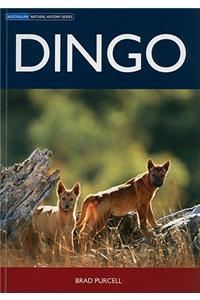 Dingo