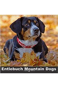 Entlebuch Mountain Dogs 2017