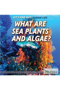 What Are Sea Plants and Algae?