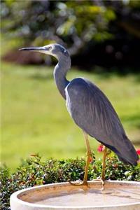 White-Faced Heron Bird Journal