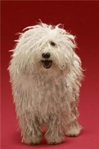 Komondor