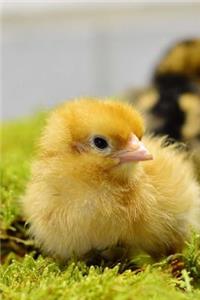 Sunny Yellow Baby Chick in the Spring Chicken Journal