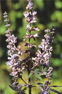 Vitex Agnus Castus Mok Pepper Journal