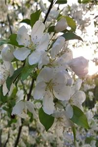 2019 Weekly Planner Springtime Sunrise White Flowering Tree 134 Pages
