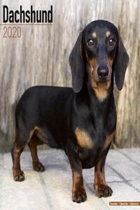 Dachshund Calendar 2020