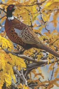 Bird Journal
