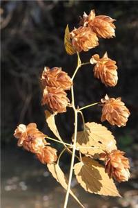 Dried Hops (Humulus Lupulus) Plant Journal