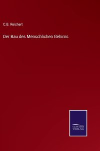 Bau des Menschlichen Gehirns