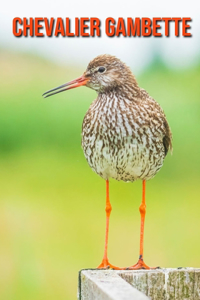 Chevalier Gambette