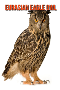 Eurasian Eagle Owl