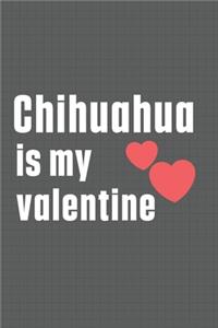Chihuahua is my valentine