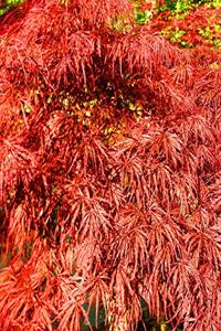 School Composition Book Beautiful Japanese Maple Tree